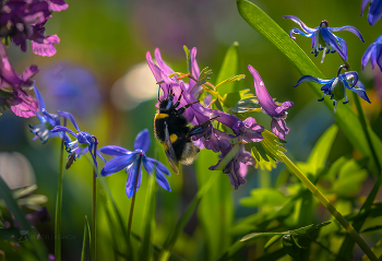 Hummel auf einer Blume / ***