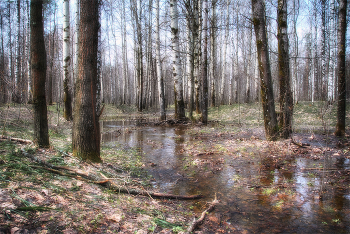 Spring Brook / ***