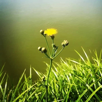 gelbe Blume / ***