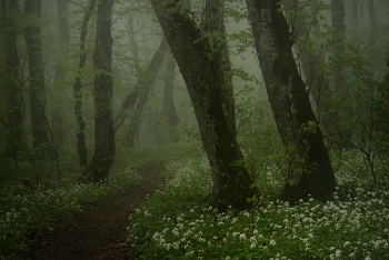 Nebel zerstreut / ***
