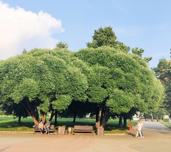 im Park / ***