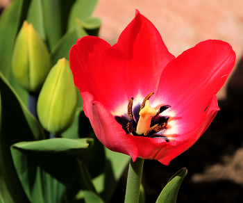 Die feuerrote Blume / ***