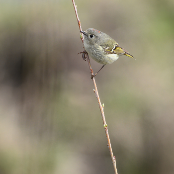 Ruby-crowned Kinglet / Ruby-crowned Kinglet