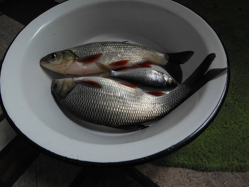 Kleine Fische / ***