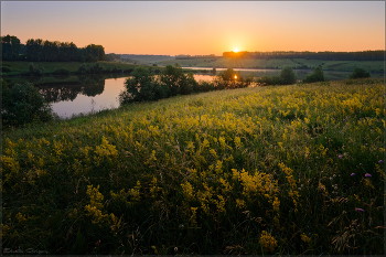 Gold-Bereich / ***