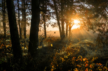 Morgen in den Wald. / ***