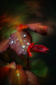  / Helios44m6-inverted front lens/Canon5d