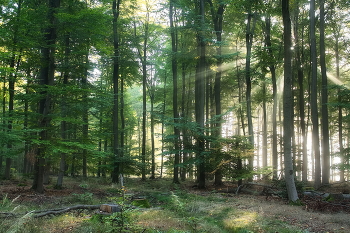 Sonniger Morgen / ***