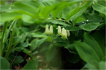 Nach dem Regen / ***