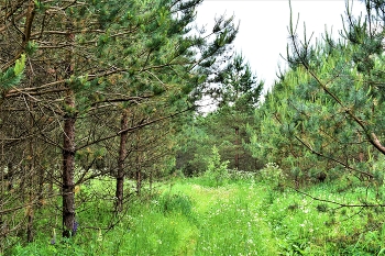 Im Wald / ***
