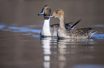 Mrs. & Mr. Northern Pintail / Mrs. & Mr. Northern Pintail