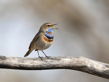 Blaukehlchen / .....