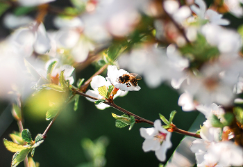 Frühling / !!!
