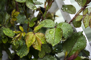 Regen im Mai / ***