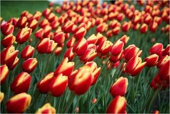 Parterre / ***