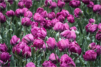 Parterre / ***