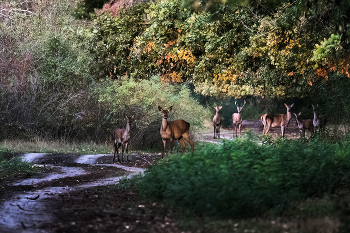 Morgen in den Wald / ***