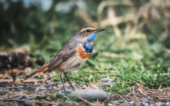 Blaukehlchen / ***