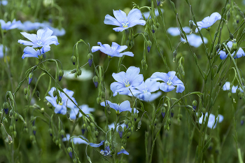 Blumen / ***