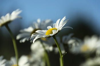 Herbststimmung. / ***