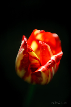 Tulpe / ***