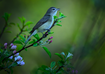 Warbling Vireo / Warbling Vireo