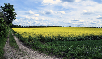 Rapsfeld / ***