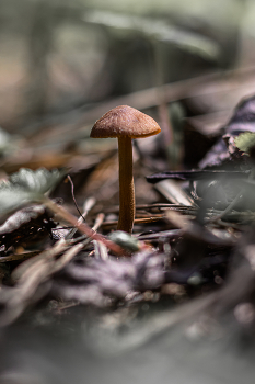 Ruhig Hunt ... / ***