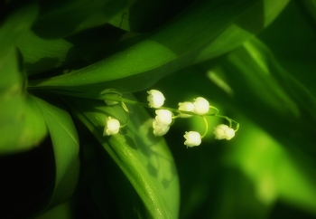 Spring mood / ***