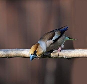Grosbeak / ***