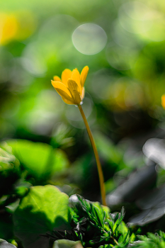Im Wald / ***