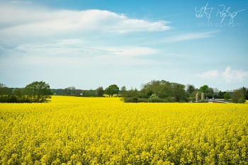 Rapsfelder in Angeln / Rapsfelder in Norddeutschland
