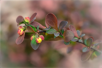  / https://irina-pro-photo.ru/flowers