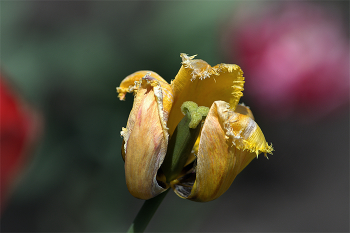Frühling. / 06-05-2023.