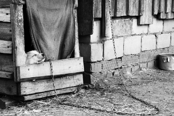 Vorsicht, bissiger Hund! / ***