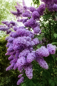 Frühlings-Blumen- / ***