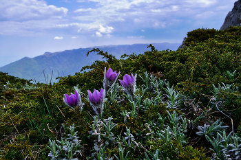 Pulsatilla Krim / ***