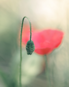 Birth of / ***