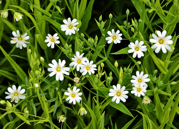 Sternchen / ***