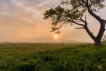 Foggy Sonnenuntergang / ***