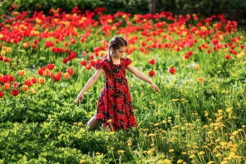 Rote Tulpen / ***