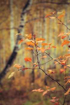 Herbst / ***