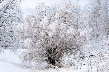 Winter / ***