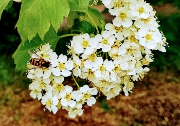 Fliegen. / ***