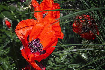 Mohn / ***