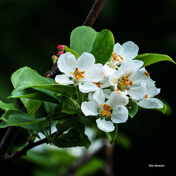 Apple- / ***