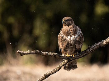 Bussard / ***