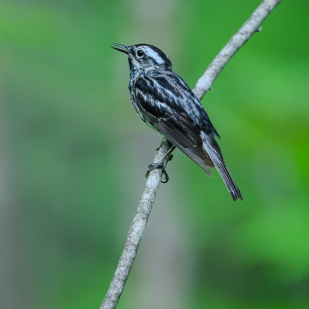 Black-and-white warbler / Black-and-white warbler