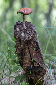 Im Wald / ***