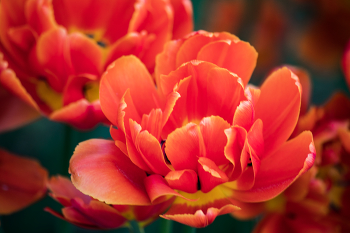 Tulpe / ***